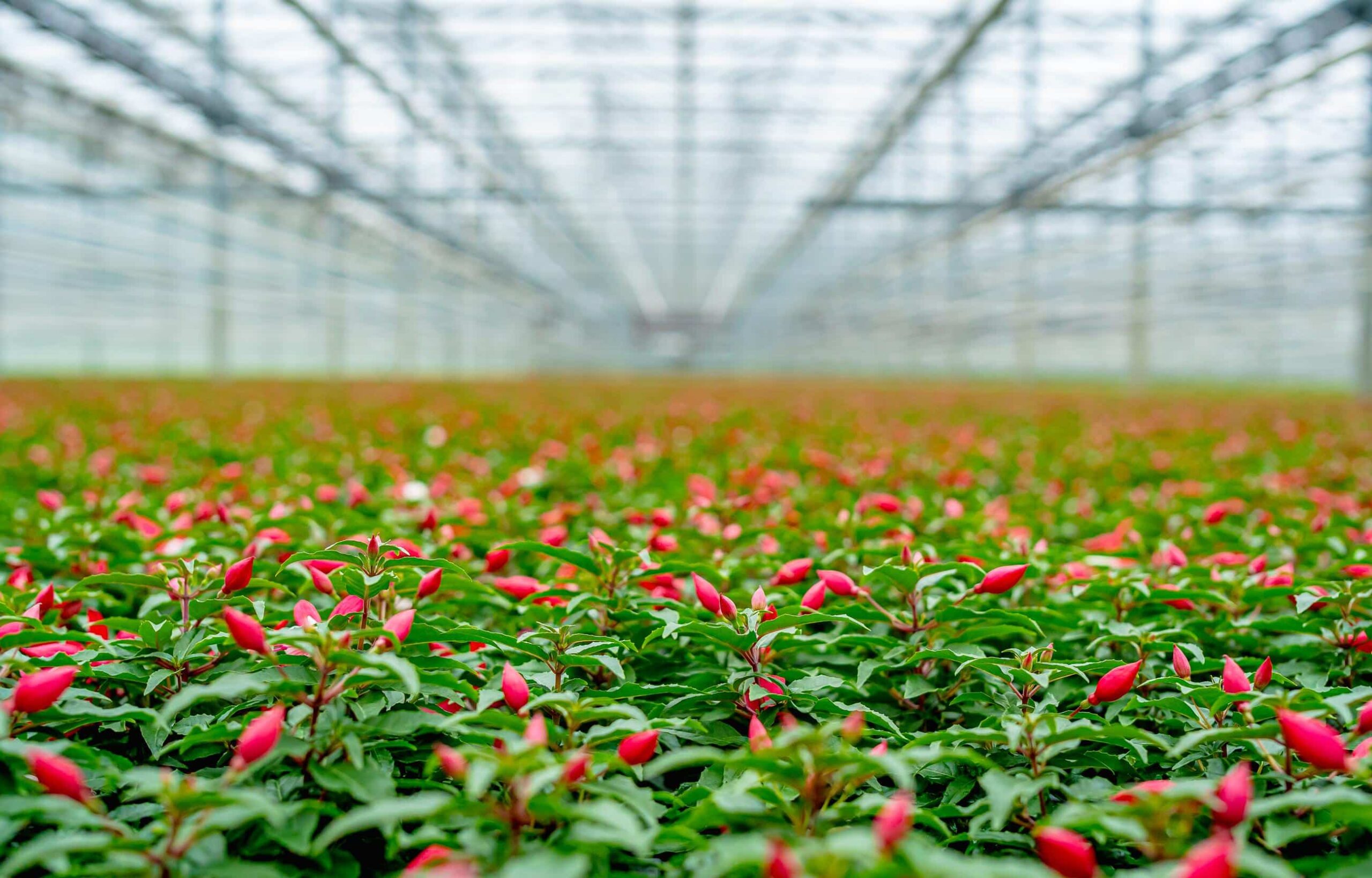 Groene kas vol met verse rode pepers voor gekoeld transport door Alblas Fresh.