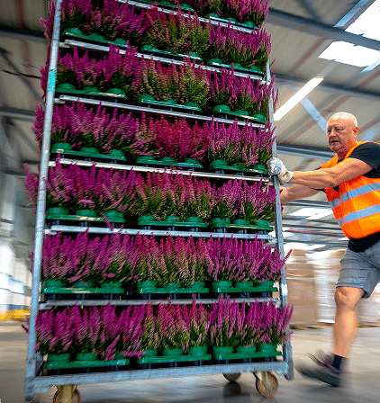 Logistiek medewerker duwt een kar vol met paarse heideplanten door een magazijnhal.