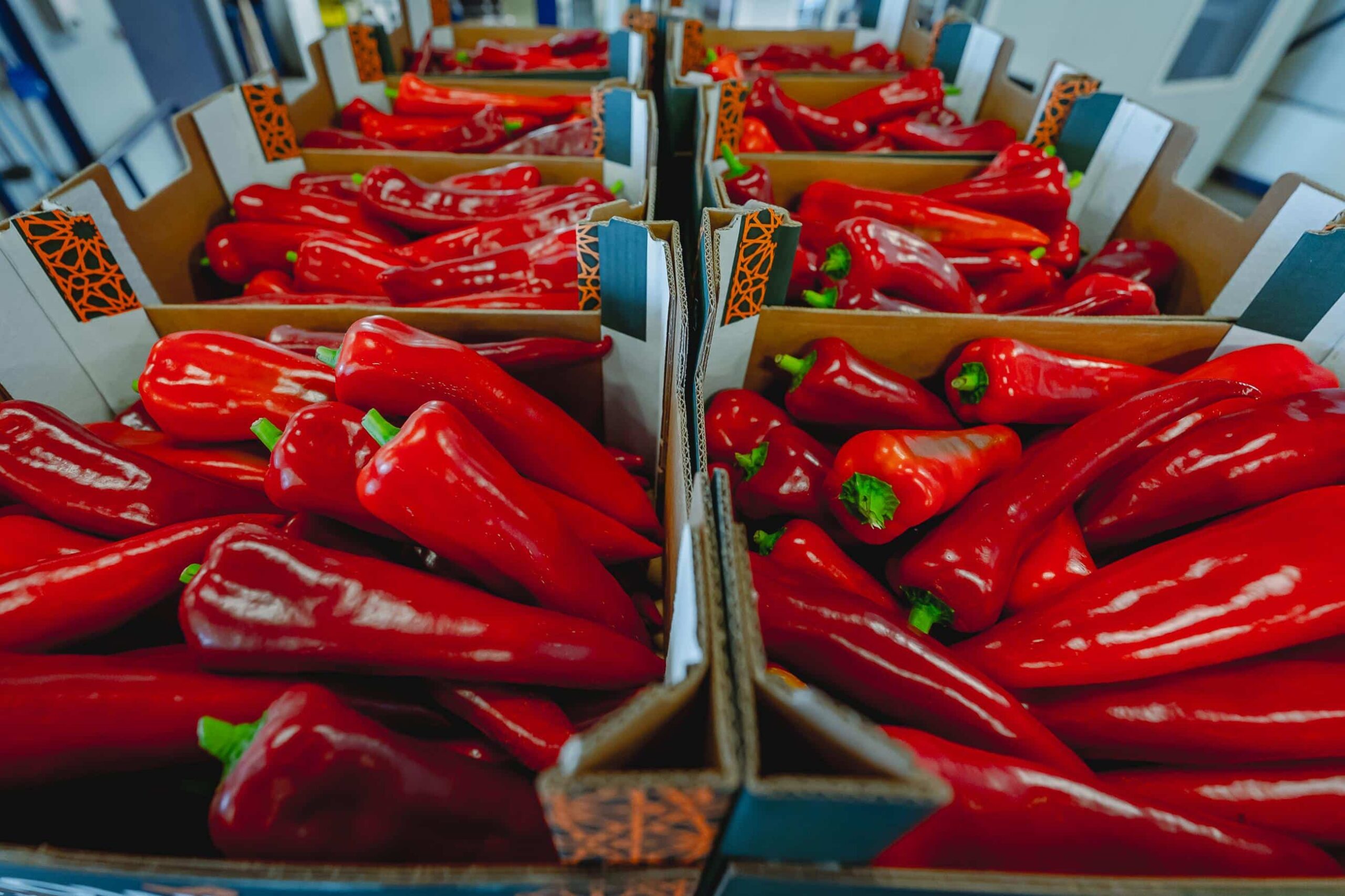 Dozen gevuld met verse rode paprika's, klaar voor gekoeld transport in de AGF-sector.