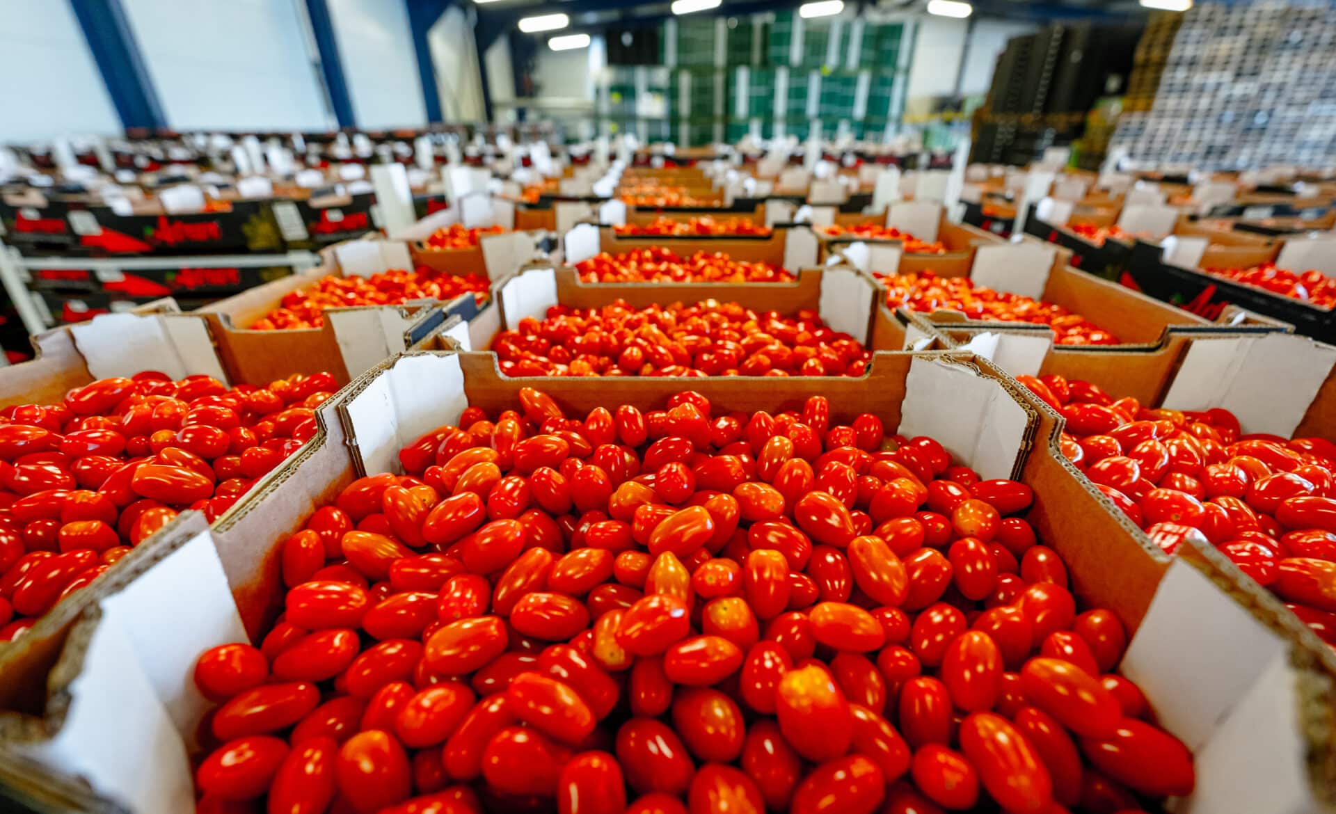 Dozen gevuld met verse tomaten, klaar voor transport binnen de AGF-sector.