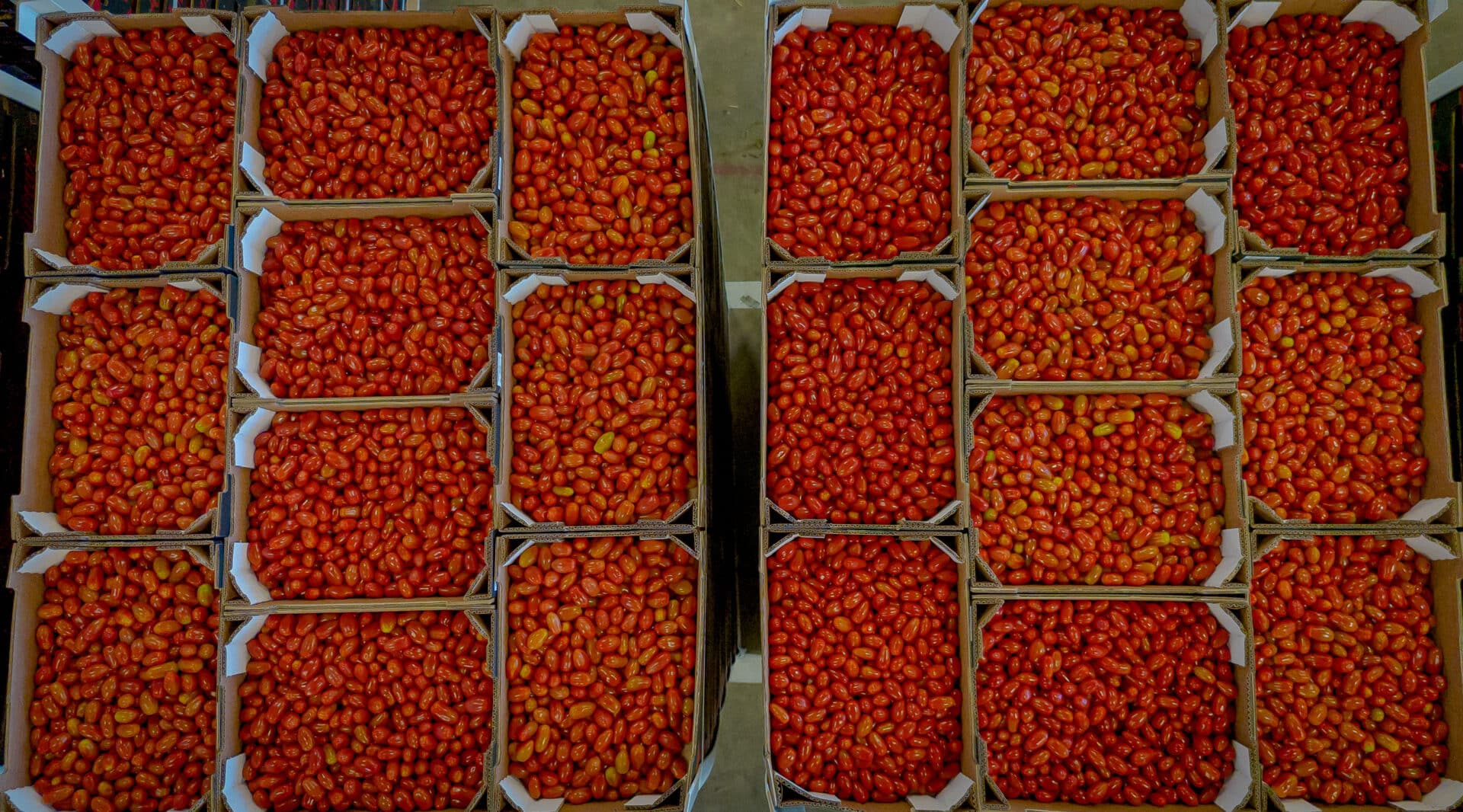Bovenaanzicht van dozen met verse tomaten, klaar voor transport in de AGF-logistiek.